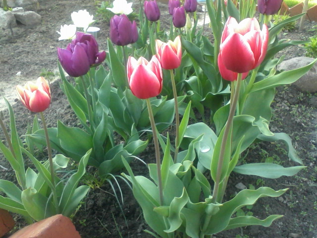 moje tulipany 1