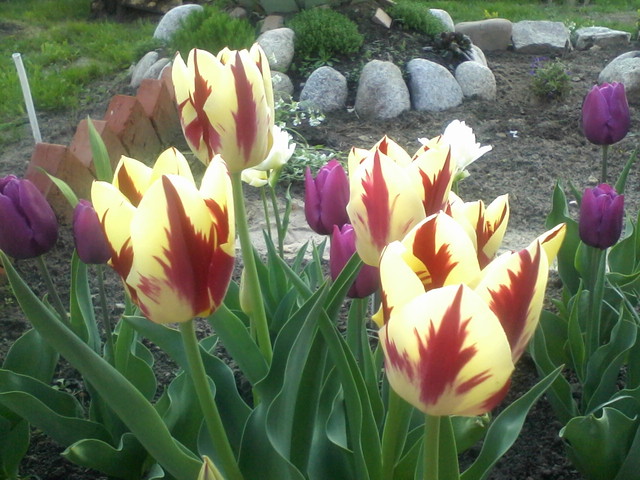 moje tulipany