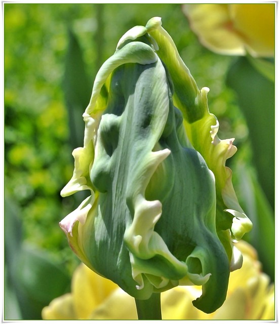 Nierozwiniety tulipan