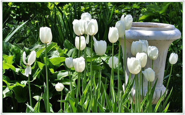 Ostatnie białe tulipany