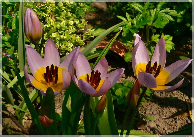 Ostatnie z botanicznych tulipanków