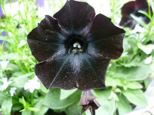 Petunia czarna