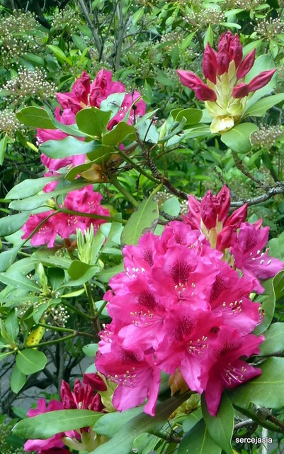 Rhododendron II