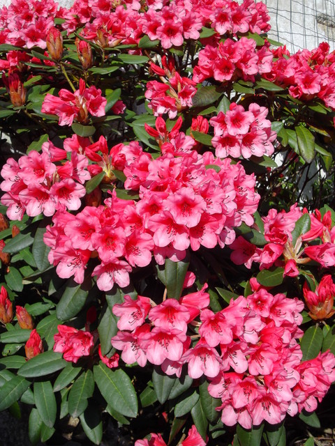 Rhododendron - rozanecznik
