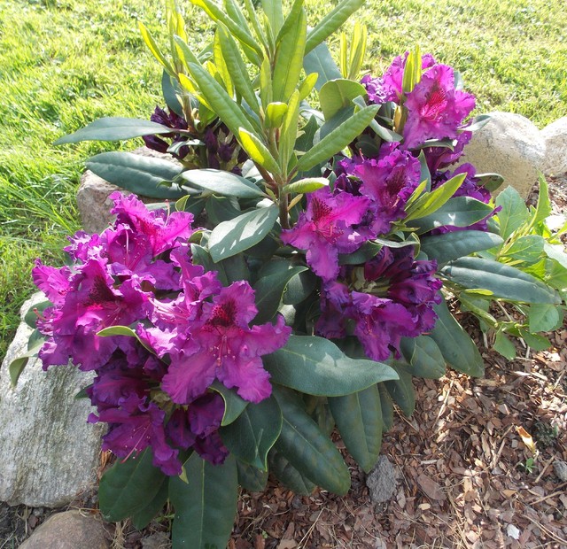 Rhododendron:)