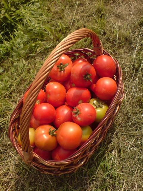 Słoneczne pomidorki spod Sandomierza