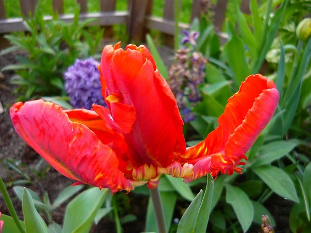Taki dziwaczek tulipan