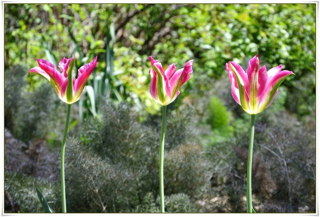 ..trio tulipanowe