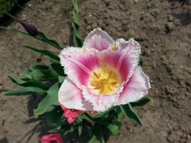 tulipan. ;)
