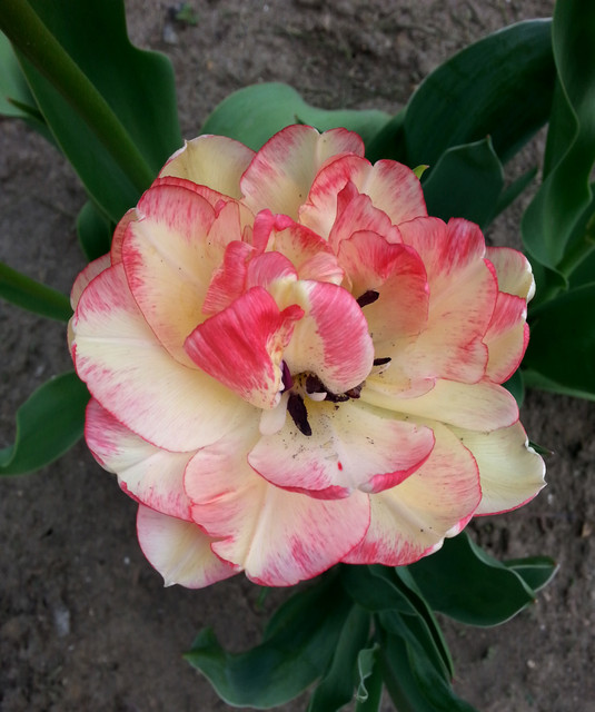 tulipan. :)
