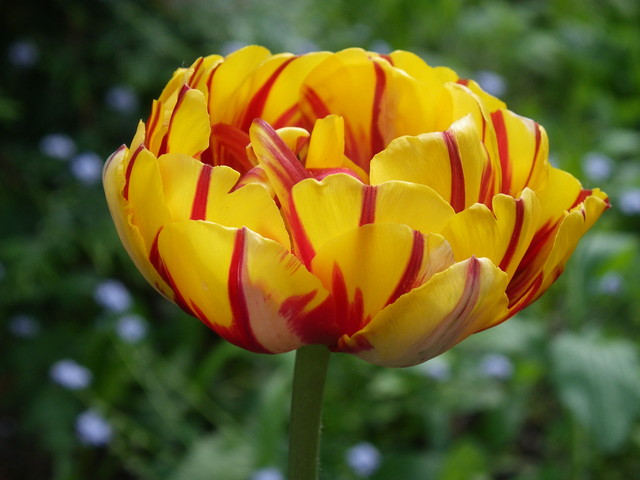 tulipanek w paseczki