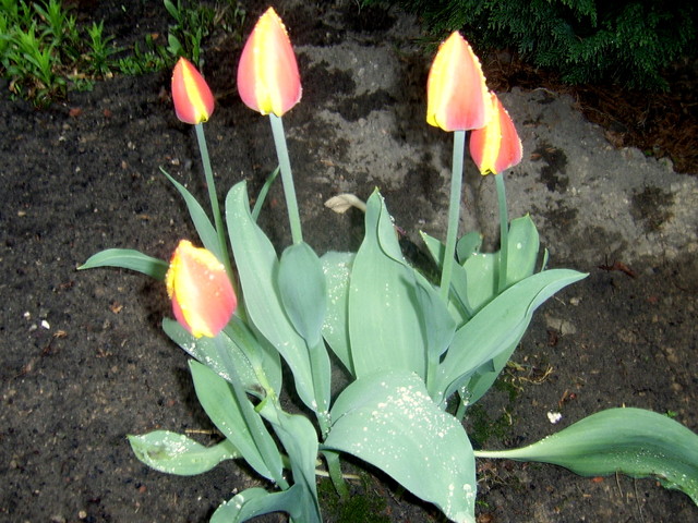 Tulipanki po deszczu ;)