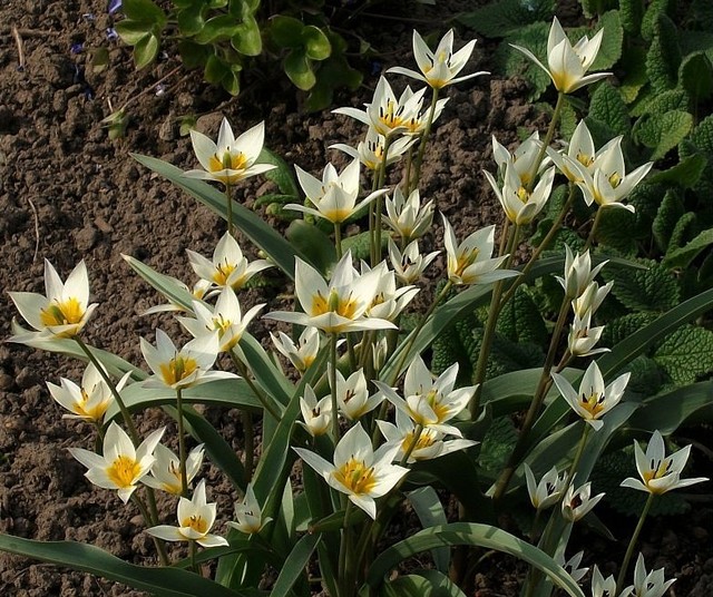  tulipany  turkestanica