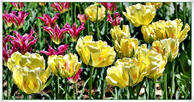 Tulipany,tulipany...