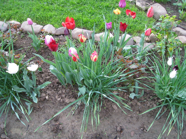 Wczorajsze  tulipany...........