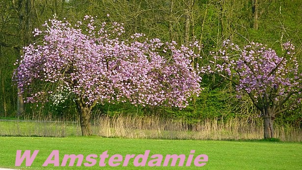 Wiosna w Amsterdamie