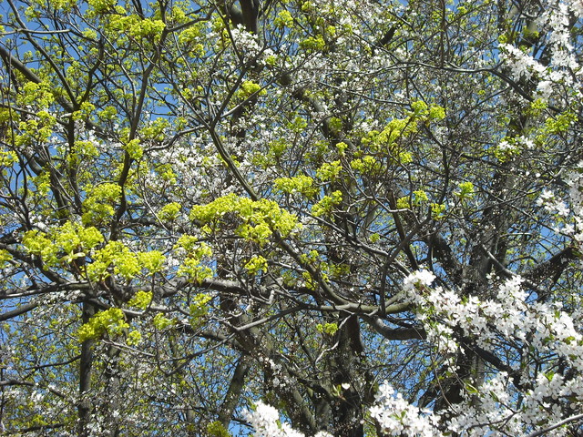 Wiosna w Parku Brzeźnieńskim