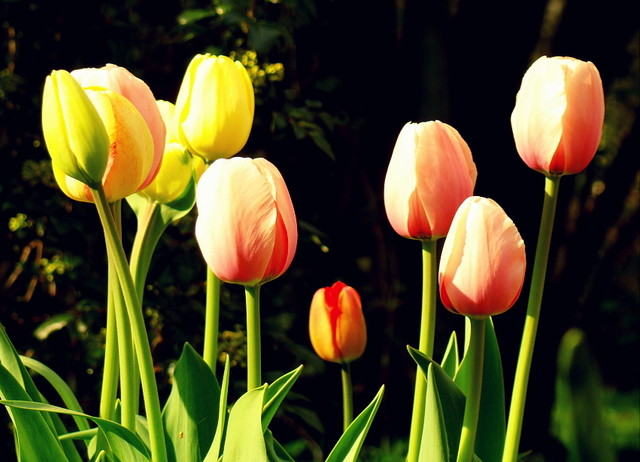 wspominkowe tulipany