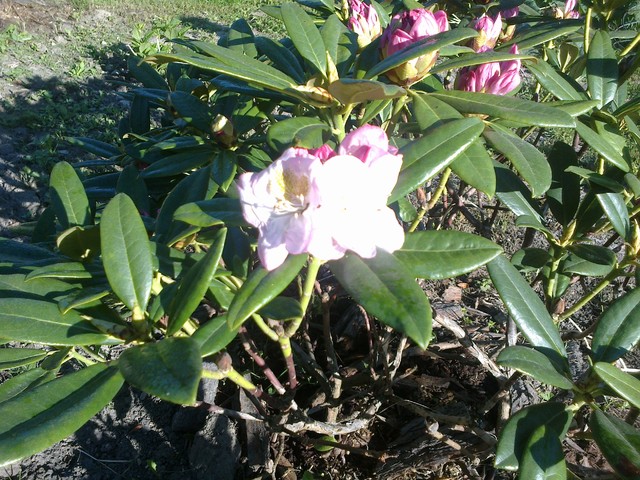 Zaczyna kwitnąć rododendron różowy