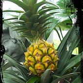 Ananasek