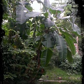 Bananowiec I Buszuj