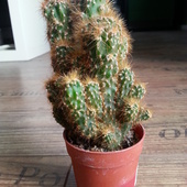 cactus. ;)