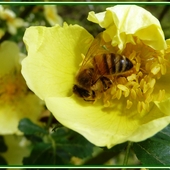 Ciepła, słońca i dobrego nastroju na weekend  Wam, sobie i pszczółkom życzę:-)