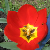 czerwony tulipanek