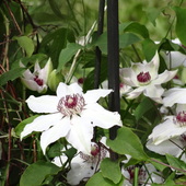 Czy Lubicie Clematis
