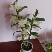 Dendrobium Nobile Kt