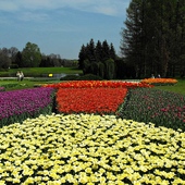 Dywany tulipanowe w ŁOB