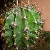 Echinopsis:)