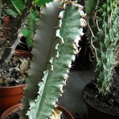 Euphorbia Ingens Var