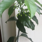 Hoyia  multiflora