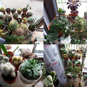kaktusiaki. :)