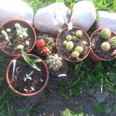 Kaktusiaki juz w ogrodzie)