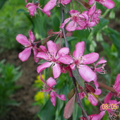Kwiat Jabloni Rajski