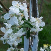 Kwiat Jabloni