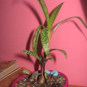 Ledebouria Socialis (Scilia pauciflora)