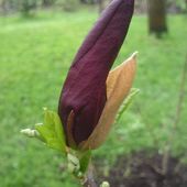 Magnolia purpurowa odm. 'Betty'