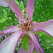 Magnolia purpurowa odm. 'Betty'