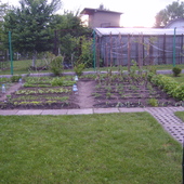 Mój ogródek warzywny 