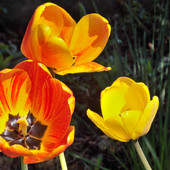 moje resztki tulipanów