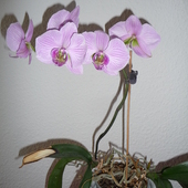 Orchidea,jak dlugo kwitnie?