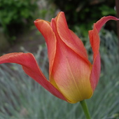 Ostatni tulipan