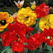 Płonie ognisko tulipanowe