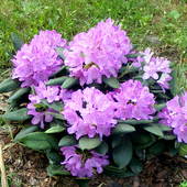Rhododendron :)