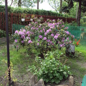 Rhododendron & Horte