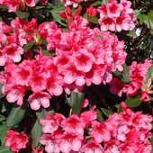 Rhododendron - rozanecznik