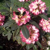 Rododendron odm. 